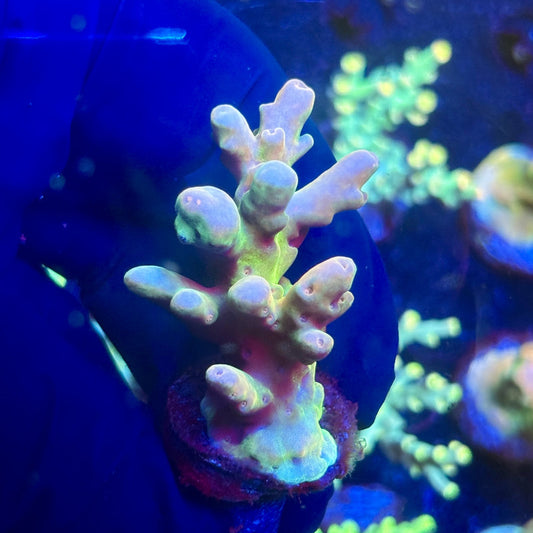 J5-C07-M12 || KFC Malaysian Lokani SPS Frag WYSIWYG