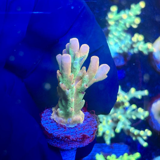 J5-D02-M12 || KFC Malaysian Lokani SPS Frag WYSIWYG