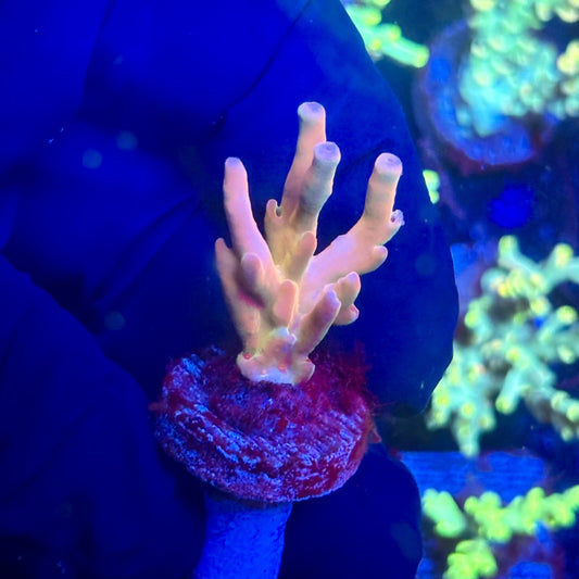 J5-D03-M12 || KFC Malaysian Lokani SPS Frag WYSIWYG