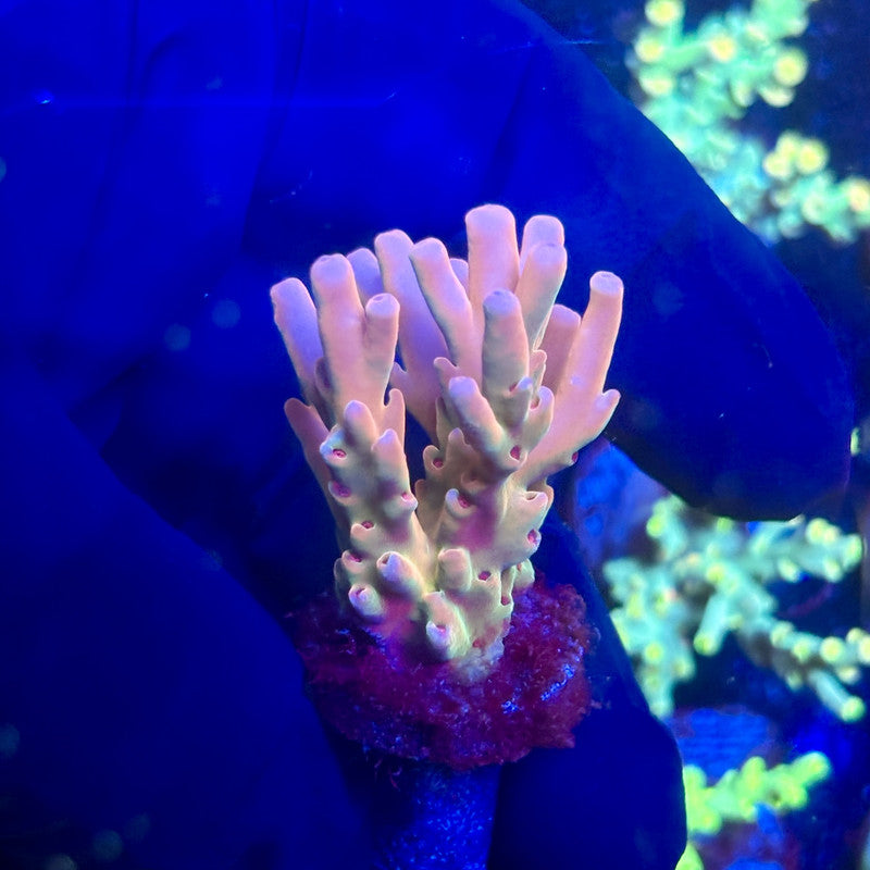 J5-D05-M12 || KFC Malaysian Lokani SPS Frag WYSIWYG