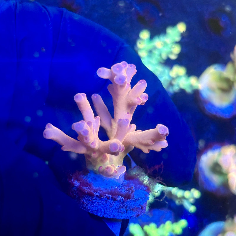 J5-D07-M12 || KFC Malaysian Lokani SPS Frag WYSIWYG