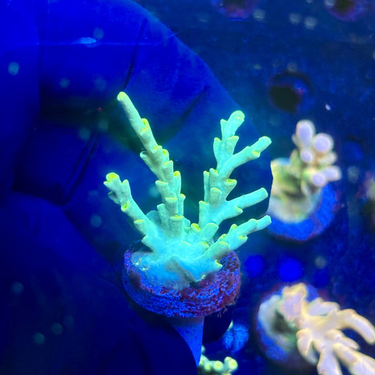 J5-E01-M12 || KFC Malaysian Speciosa SPS Frag WYSIWYG