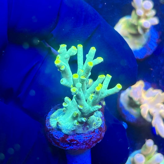 J5-E02-M12 || KFC Malaysian Speciosa SPS Frag WYSIWYG