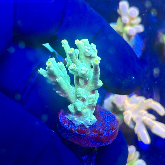 J5-E03-M12 || KFC Malaysian Speciosa SPS Frag WYSIWYG