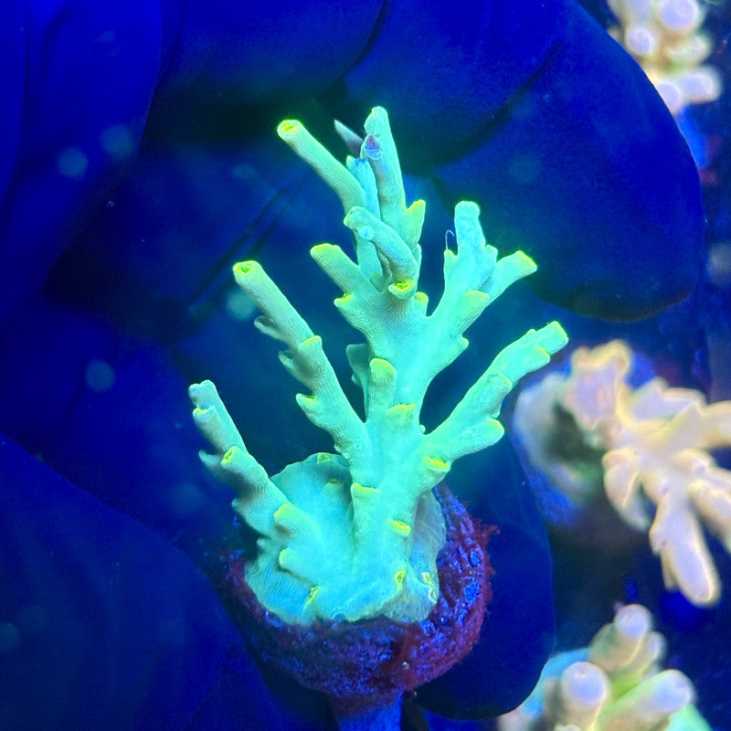 J5-E04-M12 || KFC Malaysian Speciosa SPS Frag WYSIWYG