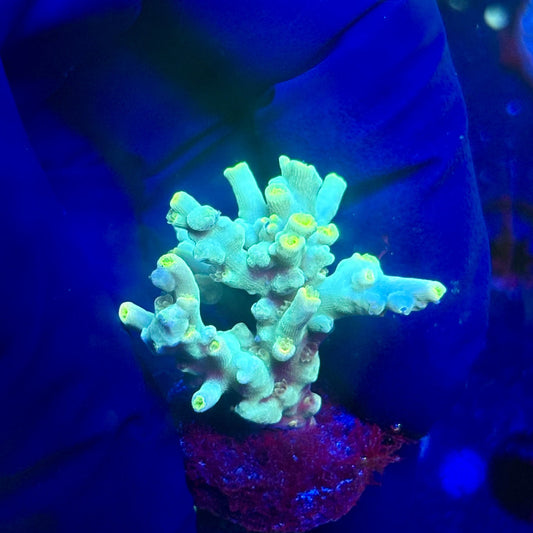 J5-E06-M12 || KFC Malaysian Speciosa SPS Frag WYSIWYG