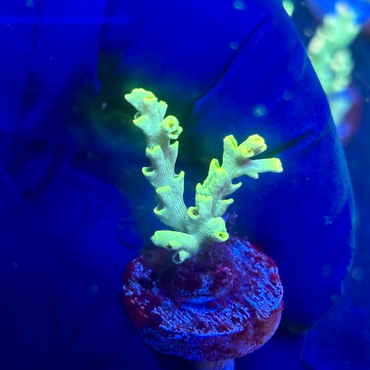 J5-E07-M12 || KFC Malaysian Speciosa SPS Frag WYSIWYG