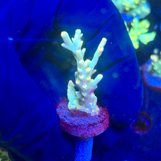 J5-F03-M12 || KFC Malaysian Speciosa SPS Frag WYSIWYG