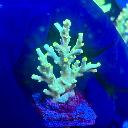 J5-F07-M12 || KFC Malaysian Speciosa SPS Frag WYSIWYG