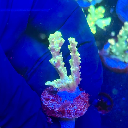 J5-G01-M12 || KFC Malaysian Speciosa SPS Frag WYSIWYG