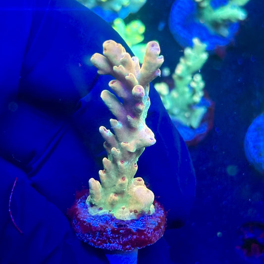 J5-G03-M12 || KFC Malaysian Lokani SPS Frag WYSIWYG