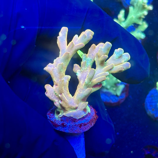 J5-G04-M12 || KFC Malaysian Lokani SPS Frag WYSIWYG