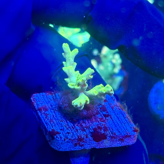 J5-G05-M12 || KFC Malaysian Speciosa SPS Frag WYSIWYG