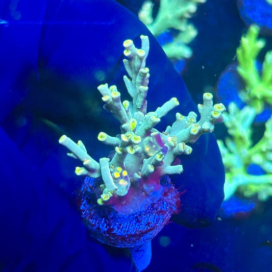 J5-G06-M12 || KFC Malaysian Speciosa SPS Frag WYSIWYG