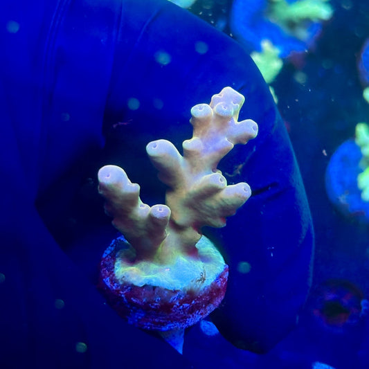 J5-H01-M12 || KFC Malaysian Lokani SPS Frag WYSIWYG