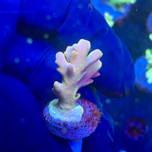 J5-H02-M12 || KFC Malaysian Lokani SPS Frag WYSIWYG