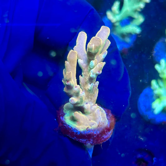 J5-H03-M12 || KFC Malaysian Lokani SPS Frag WYSIWYG