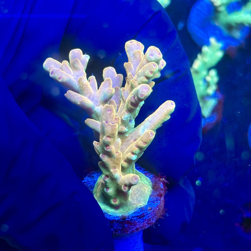 J5-H04-M12 || KFC Malaysian Lokani SPS Frag WYSIWYG