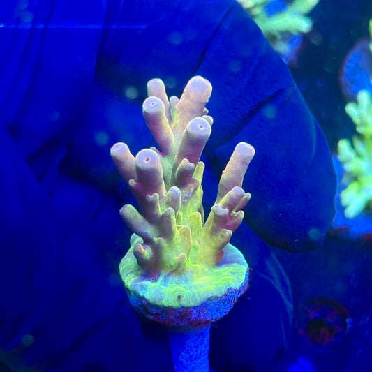 J5-H05-M12 || KFC Malaysian Lokani SPS Frag WYSIWYG