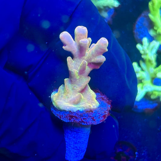 J5-H07-M12 || KFC Malaysian Lokani SPS Frag WYSIWYG