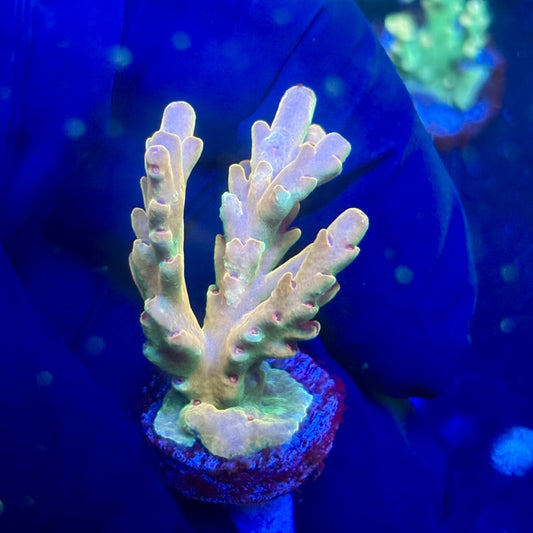 J5-I01-M12 || KFC Malaysian Lokani SPS Frag WYSIWYG