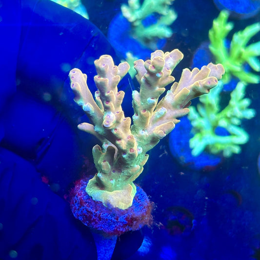 J5-I02-M12 || KFC Malaysian Lokani SPS Frag WYSIWYG