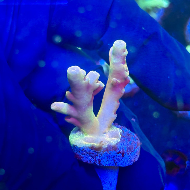 J5-I03-M12 || KFC Malaysian Lokani SPS Frag WYSIWYG