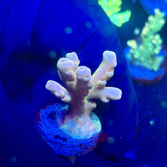 J5-I04-M12 || KFC Malaysian Lokani SPS Frag WYSIWYG