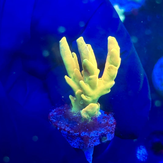 J5-I05-M12 || KFC Malaysian Lokani SPS Frag WYSIWYG