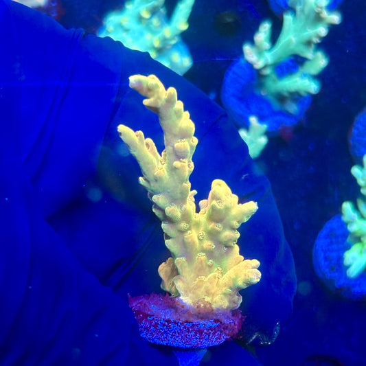 J5-I06-M12 || KFC Malaysian Lokani SPS Frag WYSIWYG