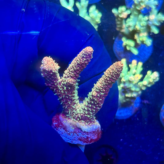 P1-A01-M12 || KFC Solomon Island Millepora SPS Frag WYSIWYG