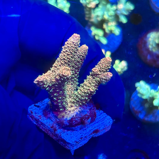 P1-A02-M12 || KFC Solomon Island Millepora SPS Frag WYSIWYG