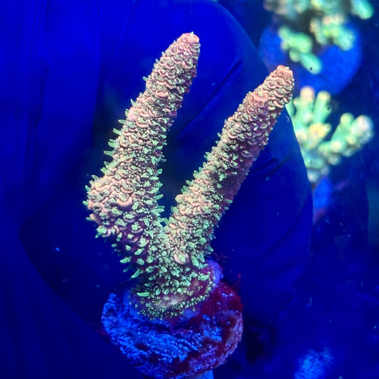 P1-A03-M12 || KFC Solomon Island Millepora SPS Frag WYSIWYG