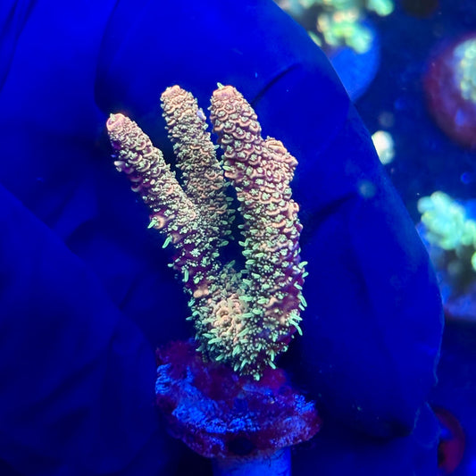 P1-A05-M12 || KFC Solomon Island Millepora SPS Frag WYSIWYG