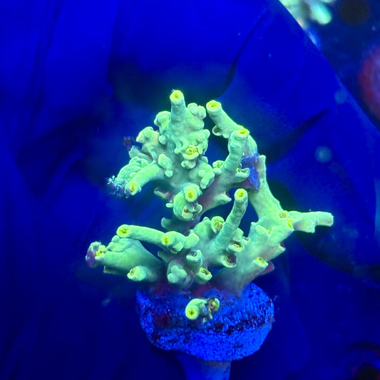 P1-A06-M12 || KFC Malaysian Speciosa SPS Frag WYSIWYG