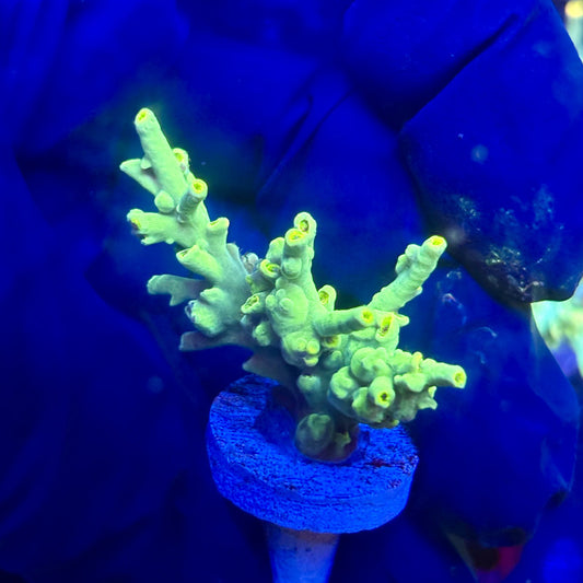 P1-A07-M12 || KFC Malaysian Speciosa SPS Frag WYSIWYG