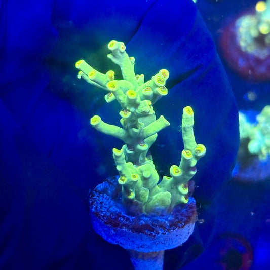 P1-B01-M12 || KFC Malaysian Speciosa SPS Frag WYSIWYG