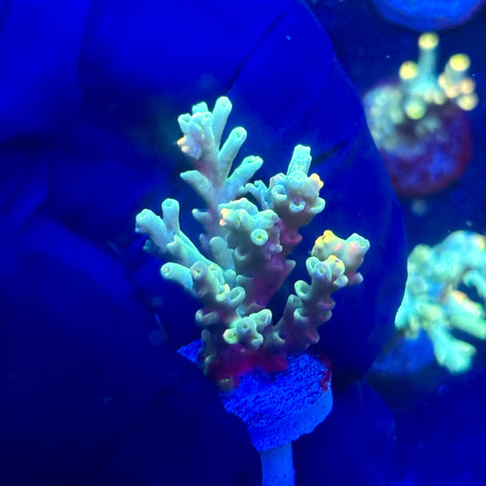 P1-B02-M12 || KFC Malaysian Speciosa SPS Frag WYSIWYG