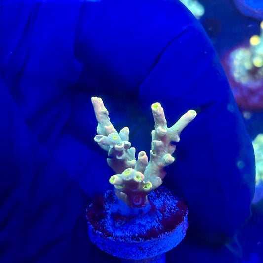 P1-B03-M12 || KFC Malaysian Speciosa SPS Frag WYSIWYG