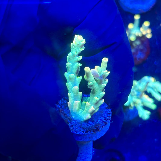 P1-B04-M12 || KFC Malaysian Speciosa SPS Frag WYSIWYG