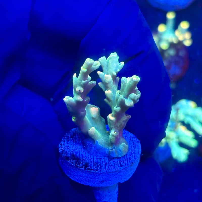 P1-B06-M12 || KFC Malaysian Speciosa SPS Frag WYSIWYG