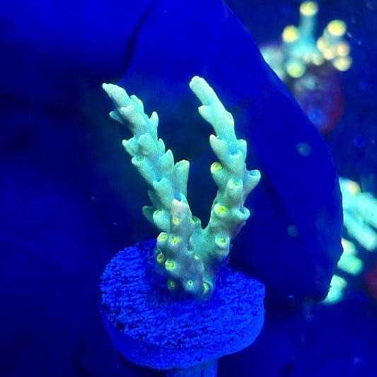 P1-B07-M12 || KFC Malaysian Speciosa SPS Frag WYSIWYG