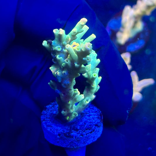 P1-C01-M12 || KFC Malaysian Speciosa SPS Frag WYSIWYG