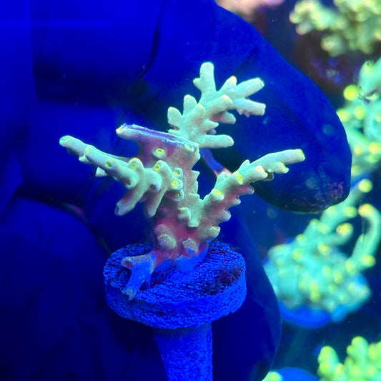 P1-C03-M12 || KFC Malaysian Speciosa SPS Frag WYSIWYG