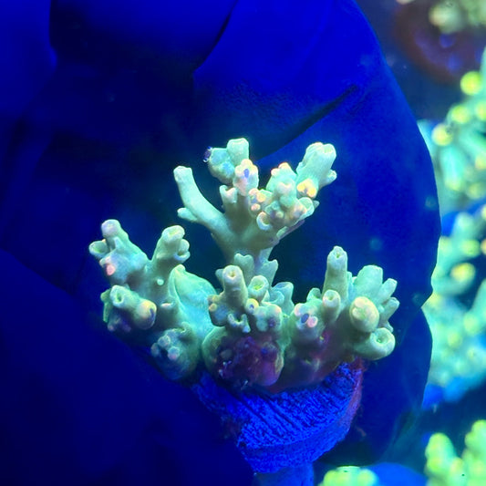 P1-C04-M12 || KFC Malaysian Speciosa SPS Frag WYSIWYG