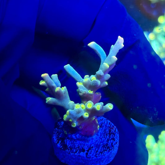 P1-C05-M12 || KFC Malaysian Speciosa SPS Frag WYSIWYG