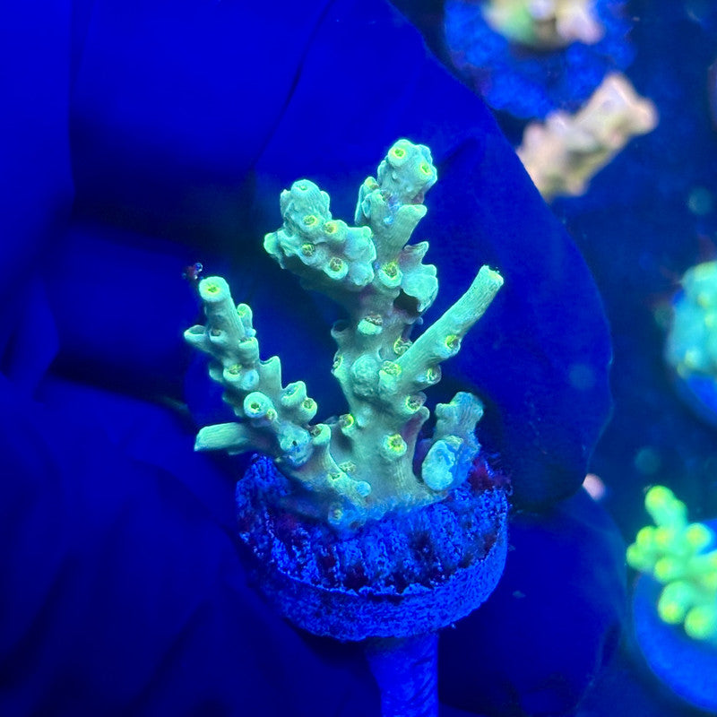 P1-C07-M12 || KFC Malaysian Speciosa SPS Frag WYSIWYG