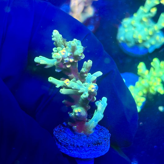 P1-D01-M12 || KFC Malaysian Speciosa SPS Frag WYSIWYG