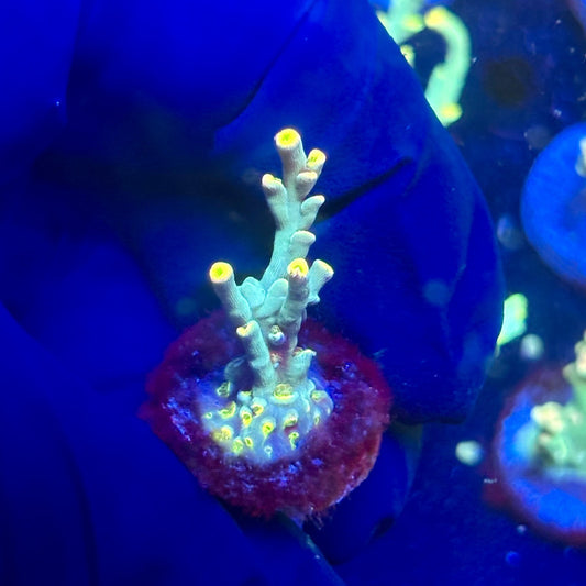 P1-D02-M12 || KFC Malaysian Speciosa SPS Frag WYSIWYG