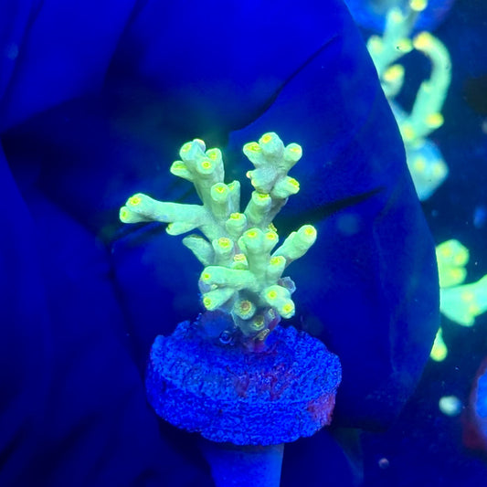 P1-D03-M12 || KFC Malaysian Speciosa SPS Frag WYSIWYG